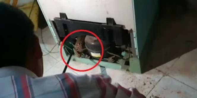 Heboh King Kobra Bersembunyi di Kulkas
