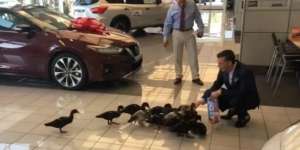 Strategi Marketing Langka, 15 Bebek Jadi `Sales` Diler Mobil