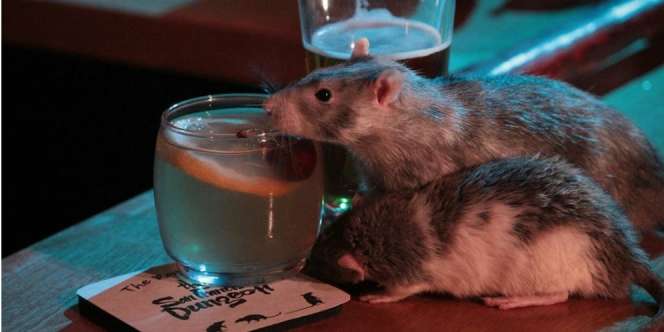 Yack! Masuk Cafe Ini Pengunjung Nongkrong dan Minum Bareng Gerombolan Tikus