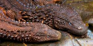 Biawak Tak Bertelinga, Hewan Misterius yang Hanya ada di Indonesia