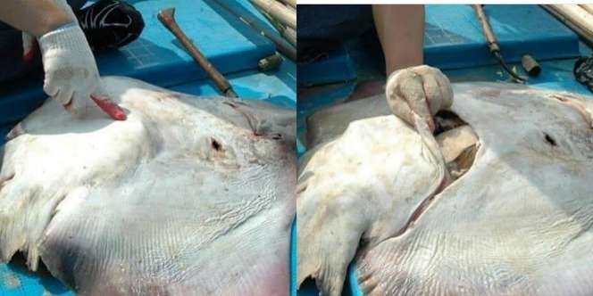 Viral! Perut Ikan Pari Menggembung, Saat Dibelek Isinya Mengejutkan