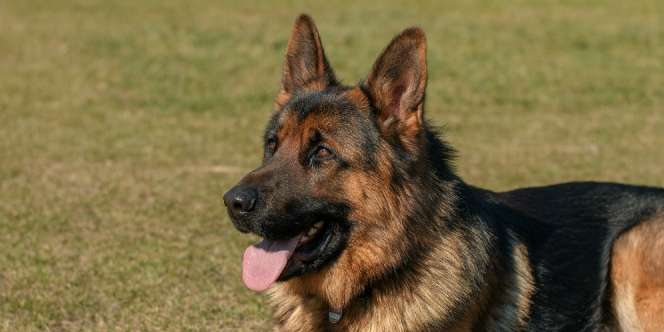 Bea Cukai Minta Anggaran Rp3,6 Triliun, Salah Satunya Buat Beli Anjing