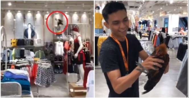 Ngakak, Pegawai Kesulitan Tangkap Ayam yang Nyasar di Toko Pakaian