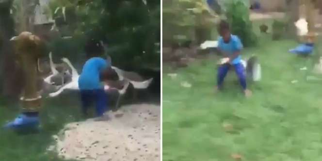 Video Bocah Nekat Lawan Angsa yang Mau Menyosor Pakai Jurus Gulat
