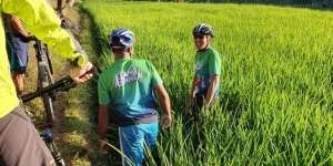 Sandiaga Uno Kecemplung ke Sawah