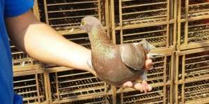 Alasan Pria di Depok Beli Burung Merpati Seharga Rp1 Miliar