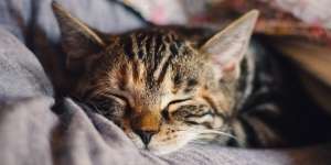 Toksoplasma dari Kucing Bikin Pebisnis Jadi Sukses?