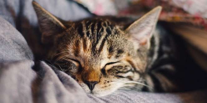 Toksoplasma dari Kucing Bikin Pebisnis Jadi Sukses?