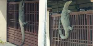 Pria Ini Kaget Ada Kadal Raksasa Asyik 'Nongkrong' di Pagar Rumah