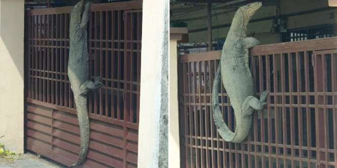 Pria Ini Kaget Ada Kadal Raksasa Asyik 'Nongkrong' di Pagar Rumah