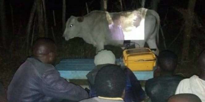 Hanya di Afrika Nonton Layar Tancap di Tubuh Sapi
