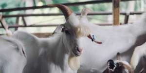 Viral, Kambing Tampan Mirip Personel BTS
