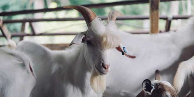 Viral, Kambing Tampan Mirip Personel BTS