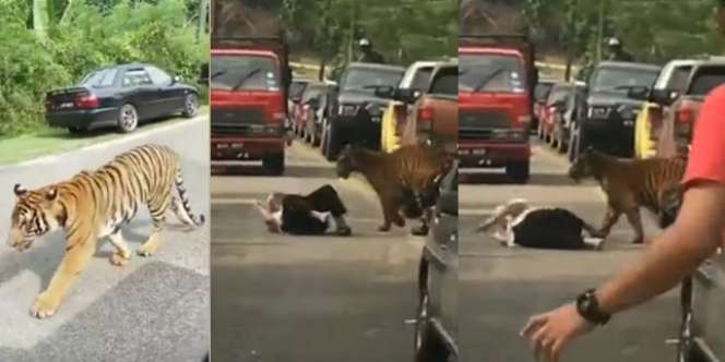 Kakek Pasrah Didekati Harimau Liar, Dikira Mau Menerkam Tahunya Cuma Jilat Pipi