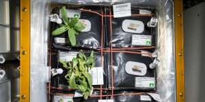 Astronot Suka Makanan Pedas, NASA Jajal Berkebun Cabai di Luar Angkasa