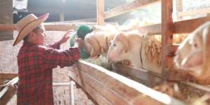 Lebih Baik Mana, Seorang Kurban Kambing atau Sapi untuk Ramai-Ramai?