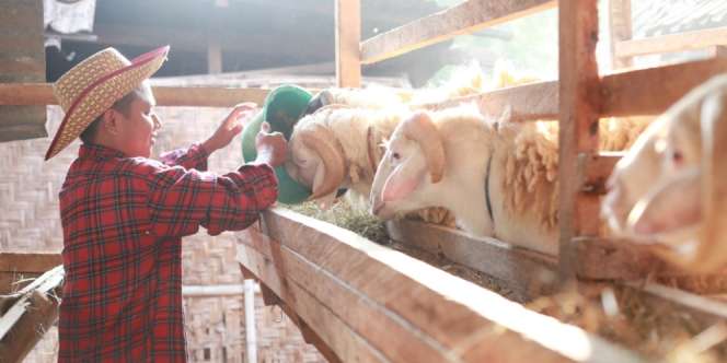 Lebih Baik Mana, Seorang Kurban Kambing atau Sapi untuk Ramai-Ramai?