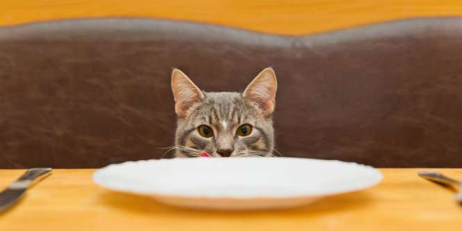 Polisi Buru Pria yang Makan Kucing Hidup-hidup di Kemayoran