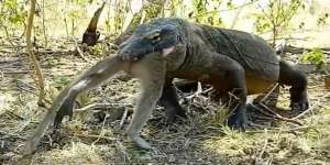Heboh Detik-Detik Komodo Telan Monyet Secepat Kilat