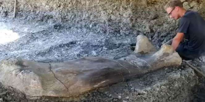 Tulang Paha Dinosaurus Ditemukan, Panjangnya Setinggi Pemain Basket