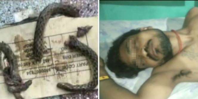 Balas Dendam, Pria Ini Balik Gigit Ular Hingga Putus