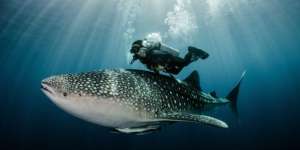 Serunya Menyelam Ditemani Ikan Hiu di 9 Tempat Ini