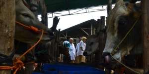 Jokowi Beli Dua Sapi 'Lembu Suro' Boyolali untuk Kurban