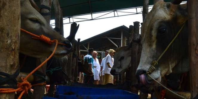 Jokowi Beli Dua Sapi 'Lembu Suro' Boyolali untuk Kurban