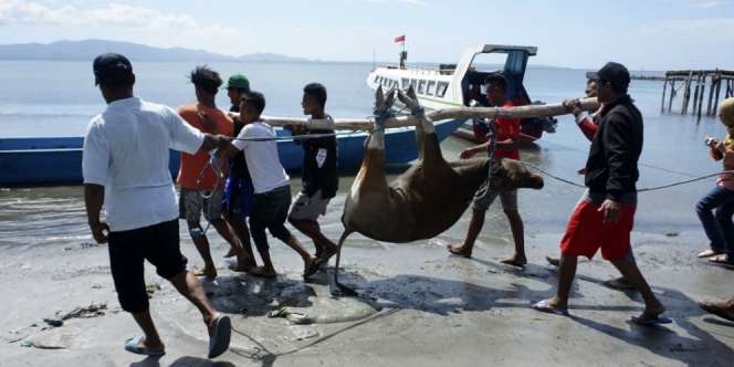 5 Fakta Jangan Takut Berkurban Melalui Dompet Dhuafa