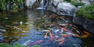 Buntut Listrik Padam, Dua Pemilik Ikan Koi Gugat PLN