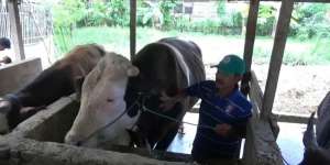 Inilah Mike Tyson, Sapi Kurban Jokowi