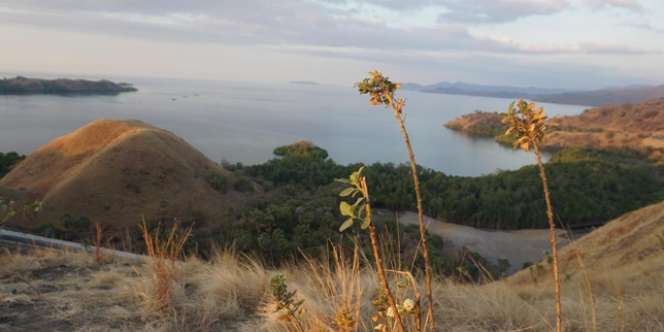 Wisata Tebar Kurban: Menikmati Senja di Bukit Sylvia