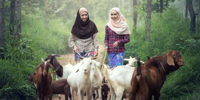 Penjual Hewan Kurban Untung Rp500 Juta