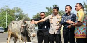 SCM Bagikan 5 Sapi dan 60 Kambing Kurban ke Masyarakat