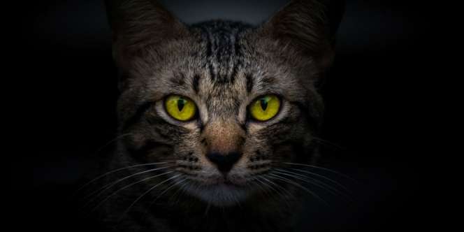 Mata Kucing Sangat Tajam di Kegelapan, Begini Penjelasannya