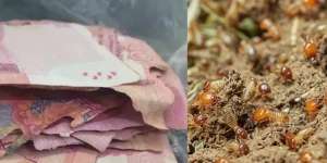 Susah Payah Menabung Uang Setahun, Uang Rp17 Juta Habis Dimakan Rayap