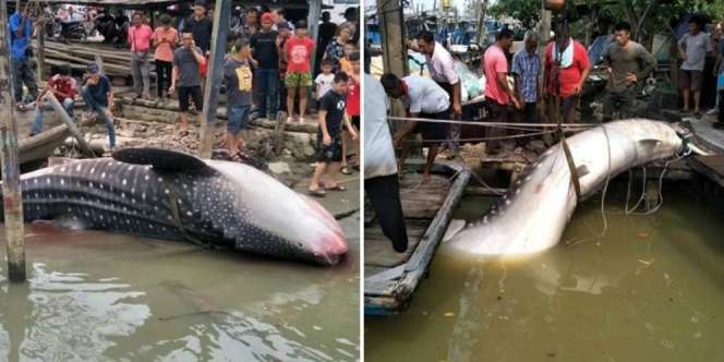 Geger Hiu Paus 2 Ton Terdampar dan Mati di Parit Jawa