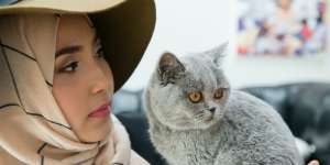 Bulu Kucing Rontok Termasuk Najis?