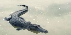 Dulu Biawak, Kini Buaya `Nongkrong` di Pagar Markas Tentara