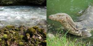 Cinta Tak Direstui Nekat Lompat ke Sungai, 2 Bocah Nyaris Tewas Dikagetin Biawak