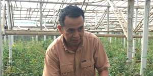 Bisnis Mawar Cianjur Makin Wangi, Bisa Raup Rp3 Juta Saban Hari