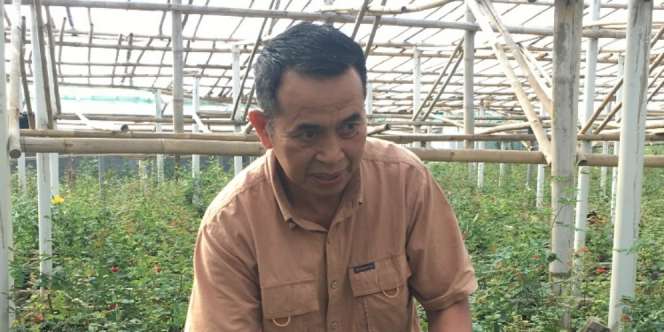 Bisnis Mawar Cianjur Makin Wangi, Bisa Raup Rp3 Juta Saban Hari