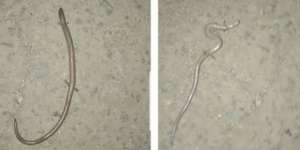 Heboh Penemuan Hewan Aneh di Sulsel, Dikaitkan Pertanda Kiamat