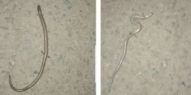 Heboh Penemuan Hewan Aneh di Sulsel, Dikaitkan Pertanda Kiamat