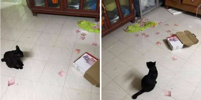 Akibat Ulah Kucing Peliharaan, Rahasia Besar Suami Terbongkar