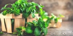 6 Manfaat Daun Mint bagi Kesehatan yang Wajib Kita Tahu