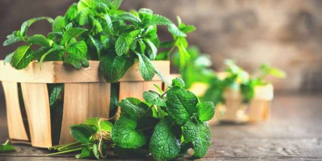 6 Manfaat Daun Mint bagi Kesehatan yang Wajib Kita Tahu