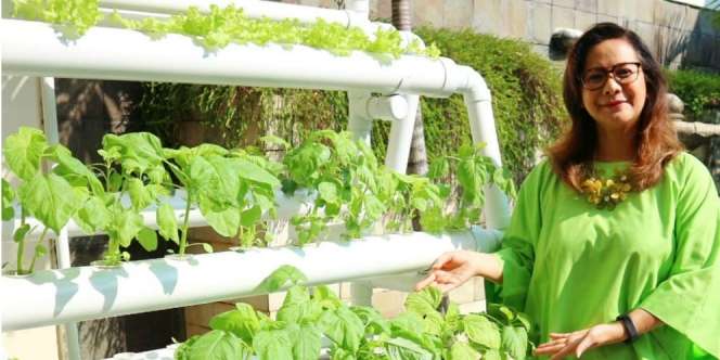 Kebun Hidroponik ala Memes, Bikin Rumah Lebih Asri