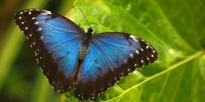 7 Jenis Kupu-Kupu Tercantik di Dunia, Sangat Memukau
