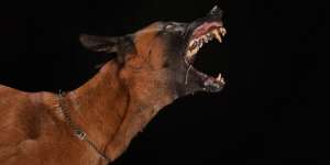 ART Tewas Digigit Anjing Majikan di Cipayung